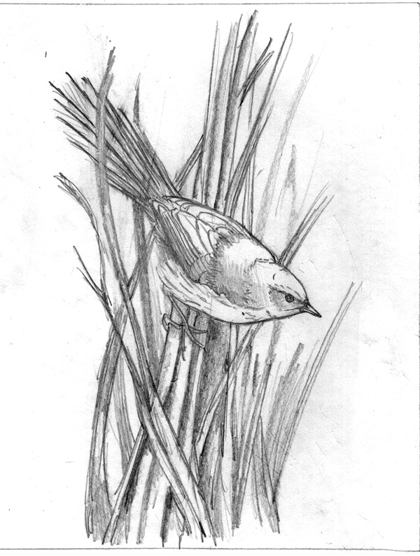 Copy of fernbird for KFB.jpg
